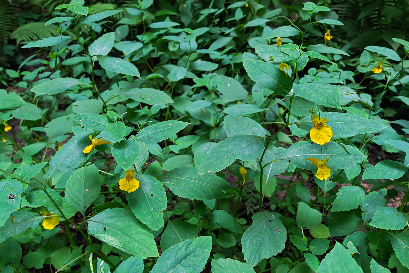 Изображение особи Impatiens noli-tangere.