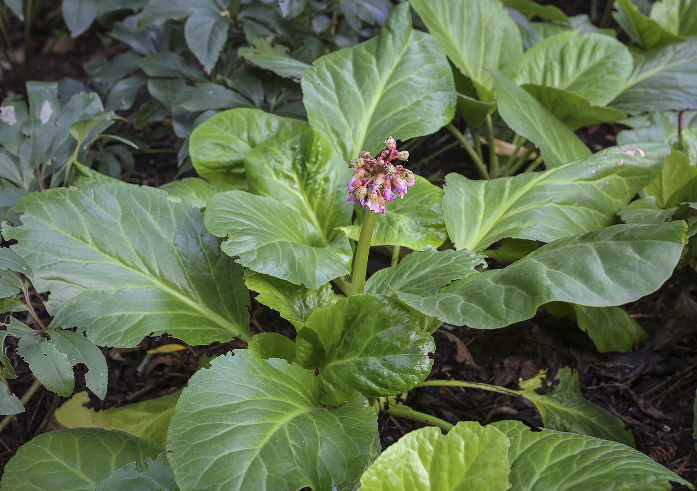 Image of Bergenia purpurascens specimen.