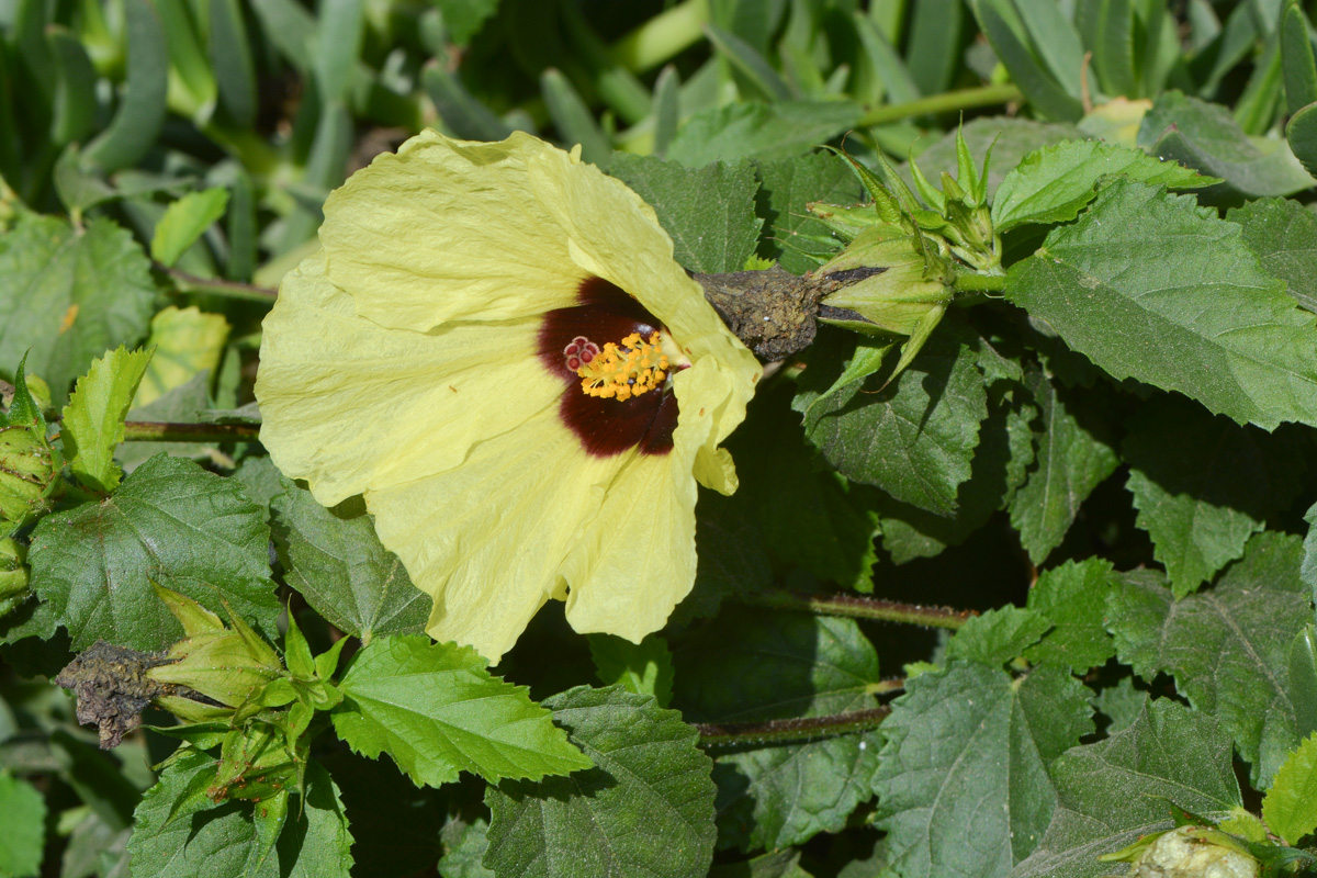 Image of Hibiscus panduriformis specimen.