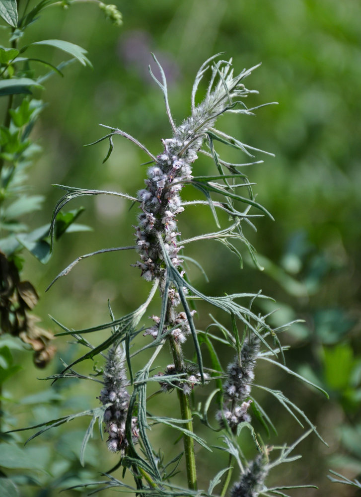 Изображение особи Leonurus deminutus.