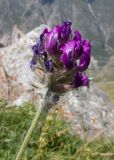 Oxytropis owerinii. Верхушка побега с соцветием. Кабардино-Балкария, Черекский р-н, Кабардино-Балкарский высокогорный заповедник, Мижиргийское ущелье, ≈ 2500 м н.у.м., отложенная боковая морена, альпийский луг. 16.08.2021.