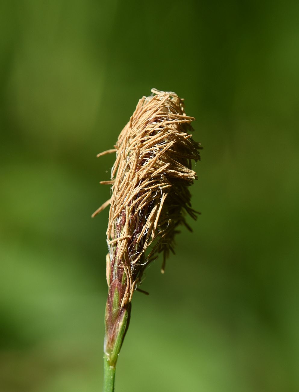 Image of Carex pilosa specimen.