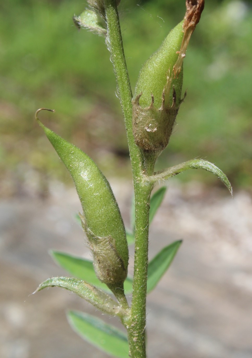 Изображение особи Oxytropis wologdensis.