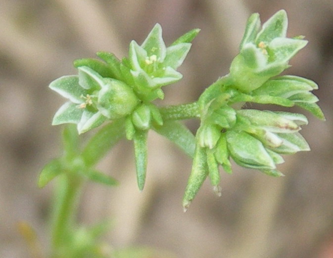 Image of Scleranthus annuus specimen.