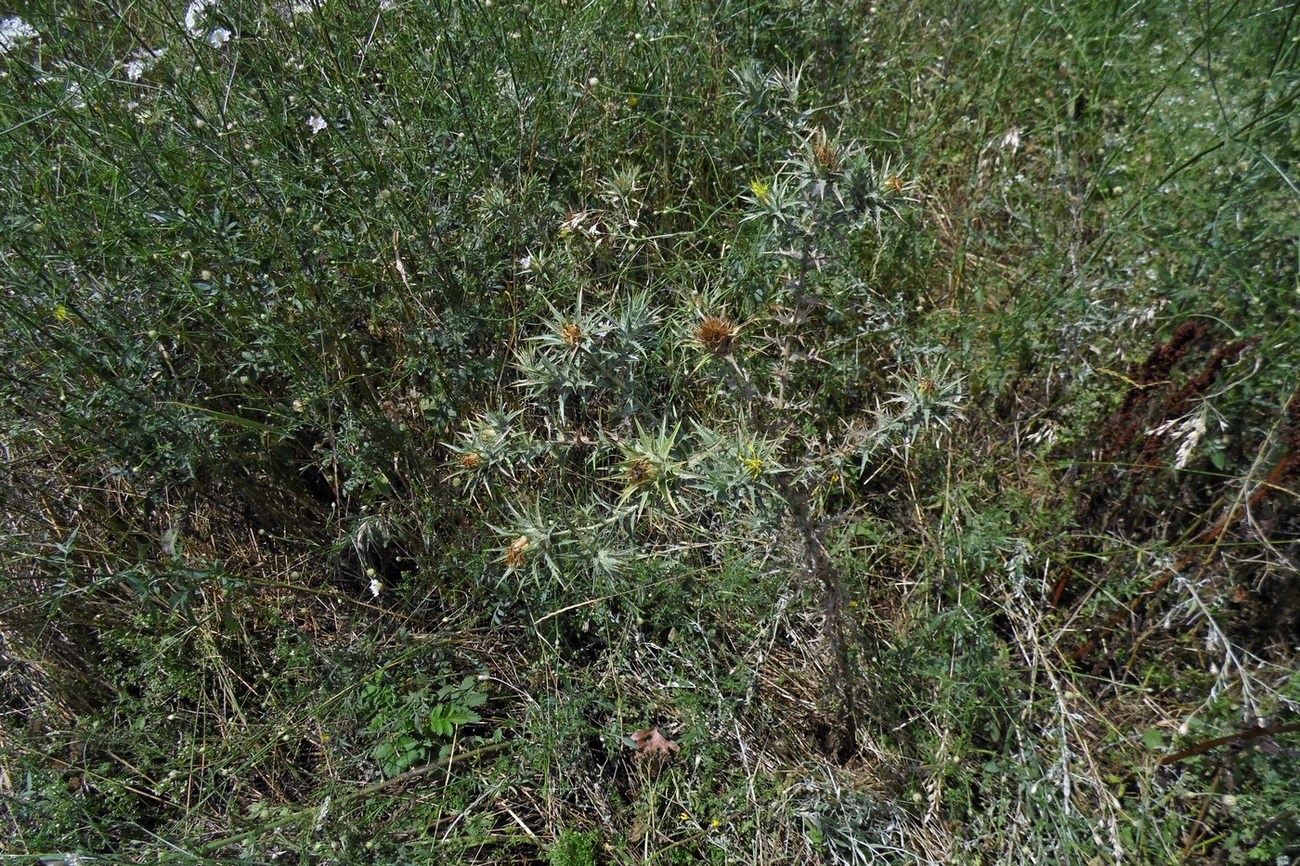 Image of Carthamus lanatus specimen.