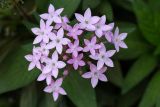 Pentas lanceolata. Цветки. Израиль, г. Бат-Ям, в культуре. 03.06.2022.