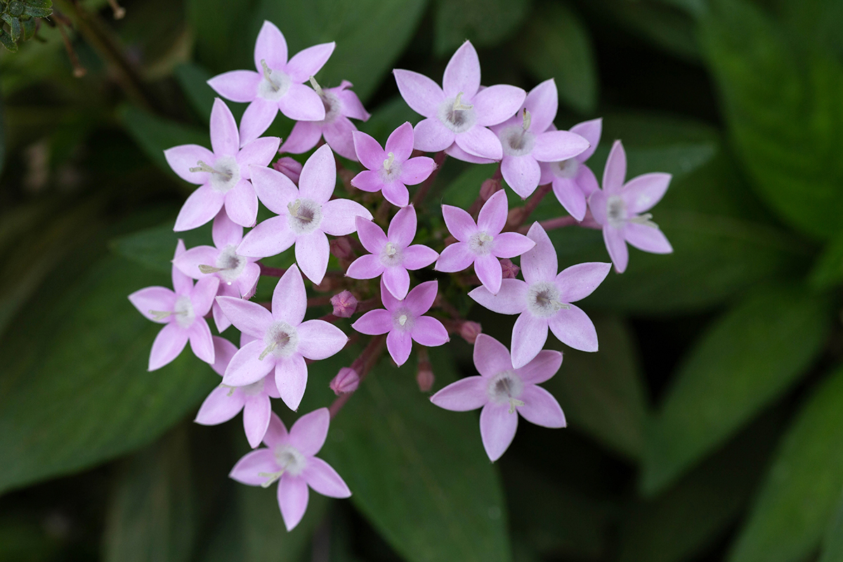 Изображение особи Pentas lanceolata.