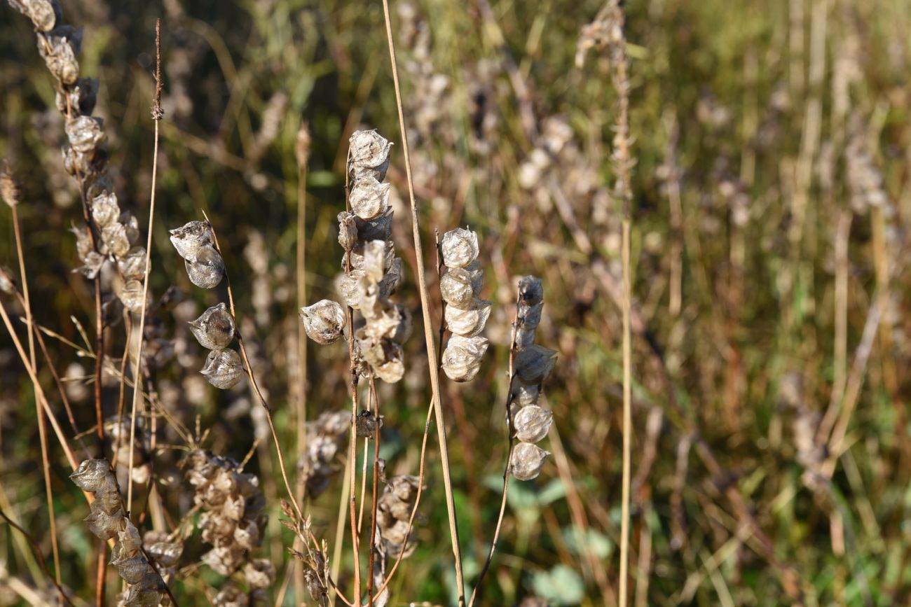 Image of genus Rhinanthus specimen.