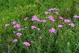 Linum hypericifolium. Цветущие растения. Армения, обл. Гегаркуник, берег оз. Севан, гора Артаниш, ≈ 2200 м н.у.м., луговой склон. 23.06.2022.