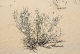 Смотреть изображение Calligonum triste