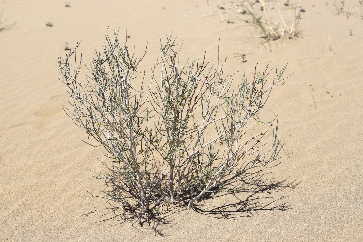 Image of Calligonum triste specimen.