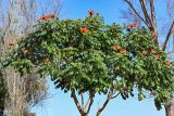 Spathodea campanulata. Крона цветущего дерева. Марокко, обл. Рабат - Сале - Кенитра, г. Рабат, в культуре. 06.01.2023.