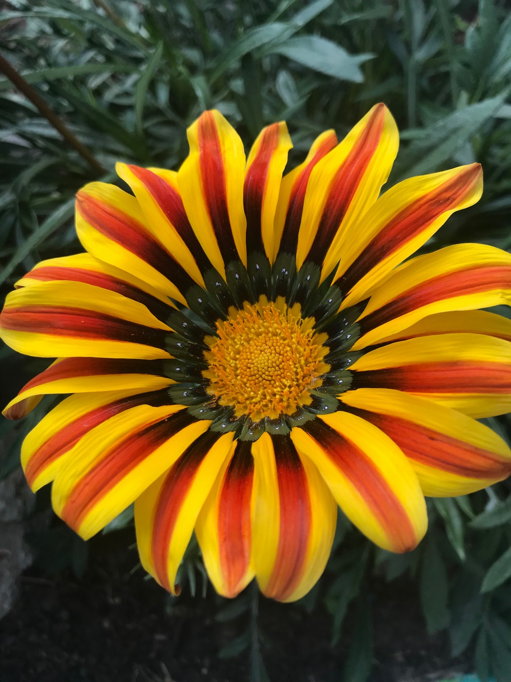 Изображение особи Gazania rigens.