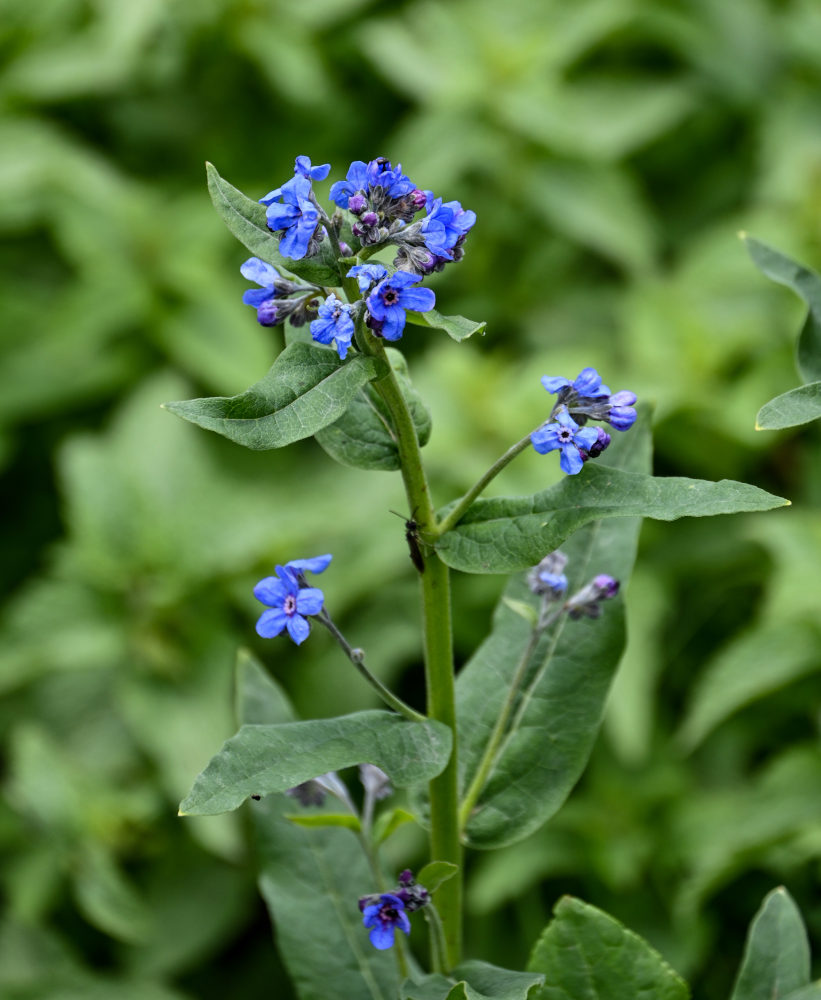 Изображение особи Cynoglossum capusii.