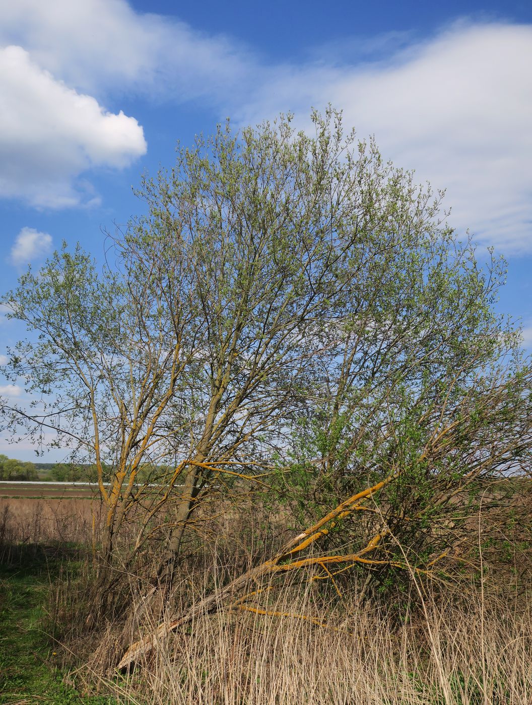 Изображение особи Salix cinerea.