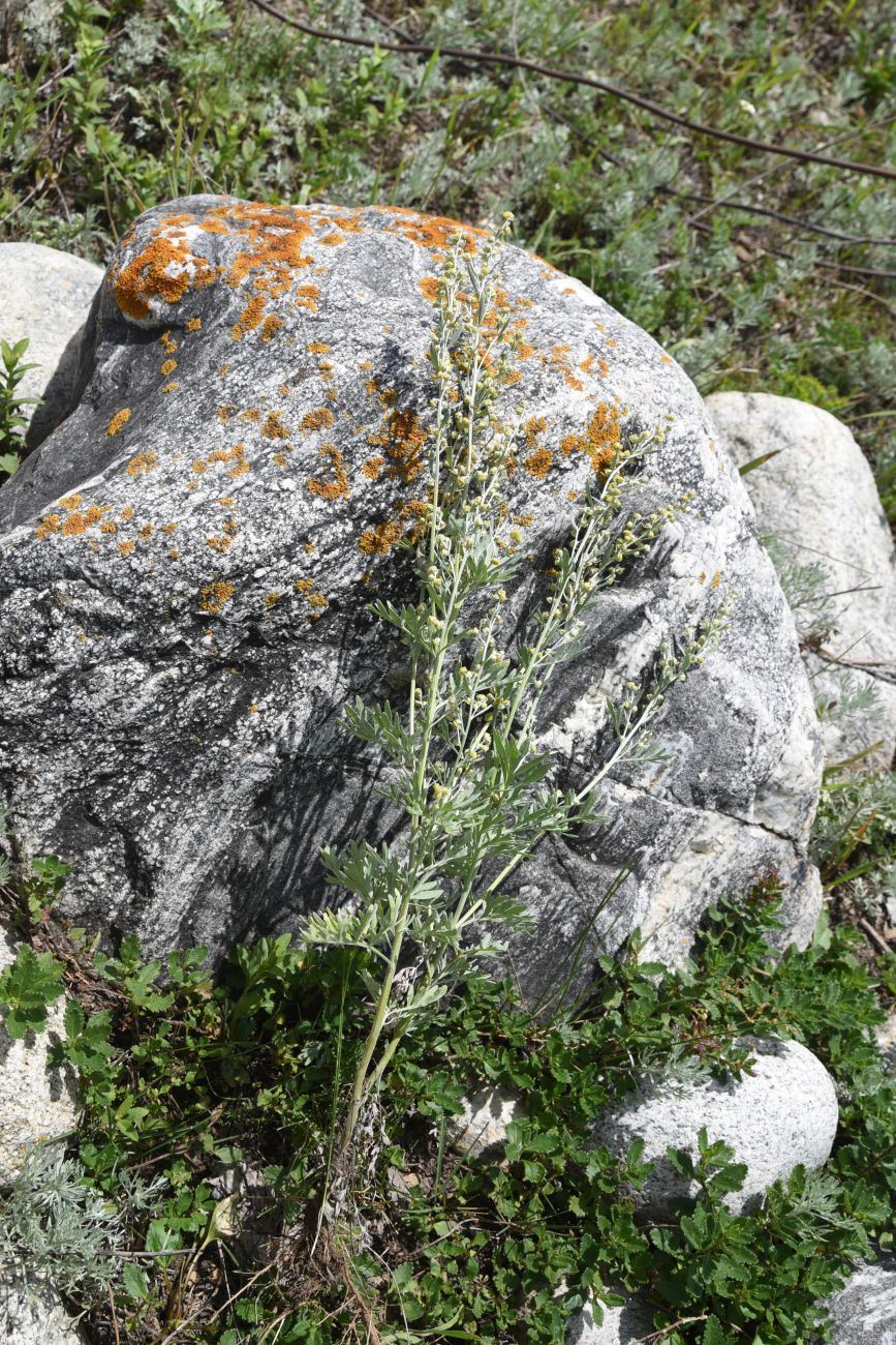 Изображение особи Artemisia absinthium.