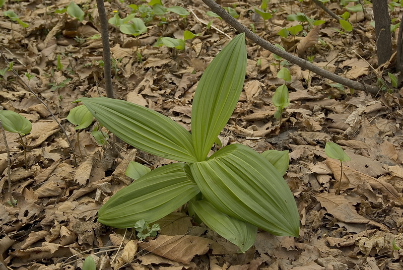 Изображение особи род Veratrum.