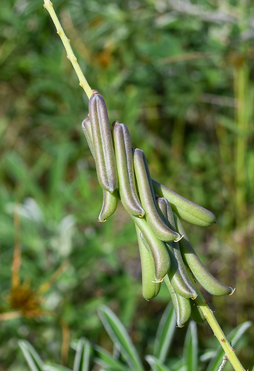 Image of Crotalaria lanceolata specimen.