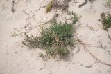 Oenothera stricta. Отцветающее и плодоносящее растение. Чили, обл. Valparaiso, провинция Isla de Pascua, северо-восточная часть острова, бухта Anakena, закреплённые дюны. 09.03.2023.