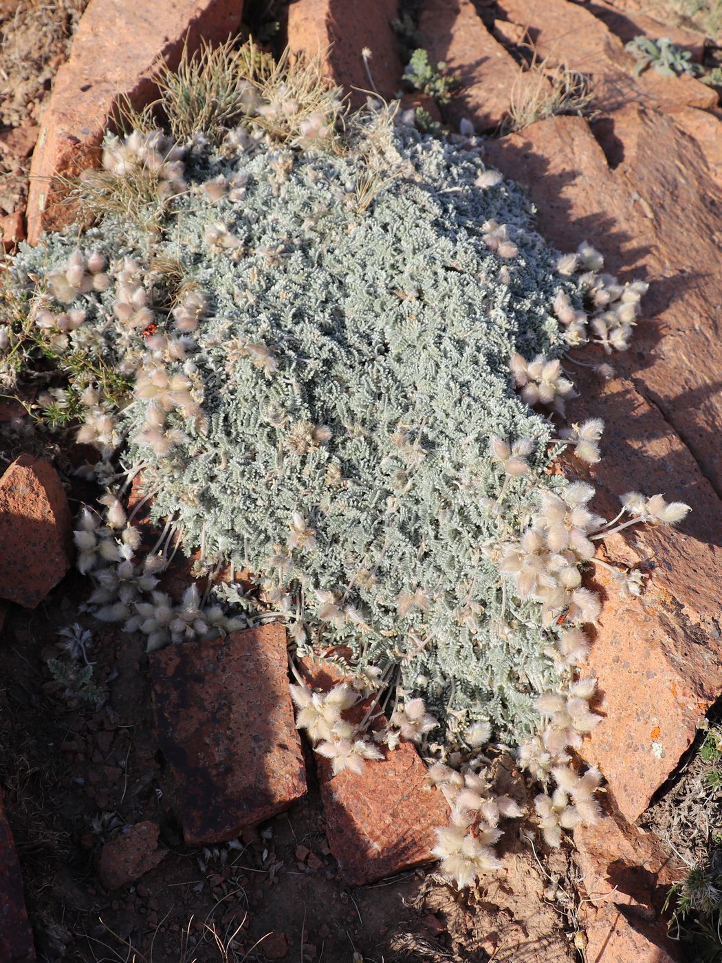 Image of Oxytropis leucocyanea specimen.