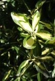 Смотреть изображение Euonymus japonicus