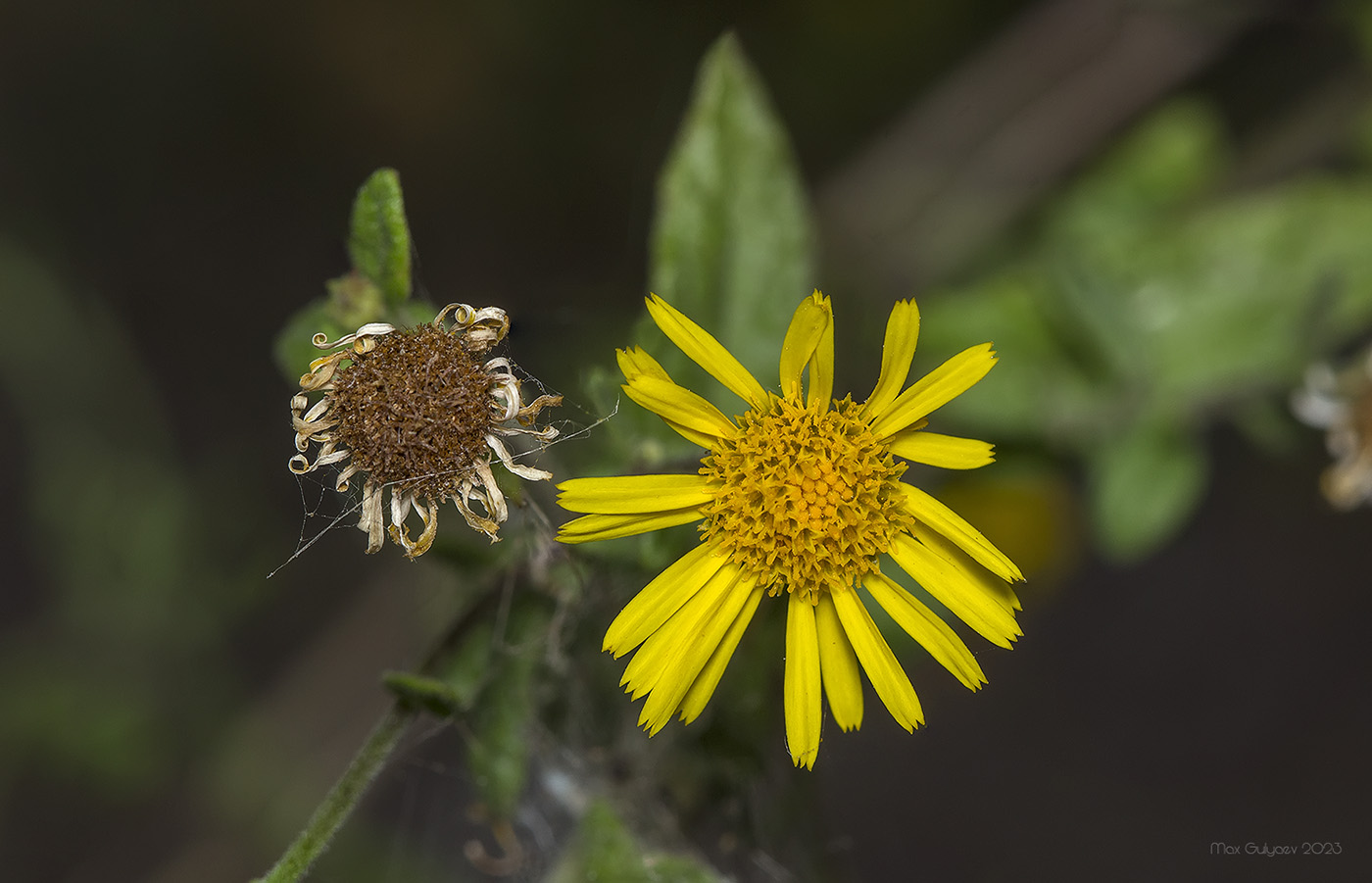 Image of Pulicaria dysenterica specimen.