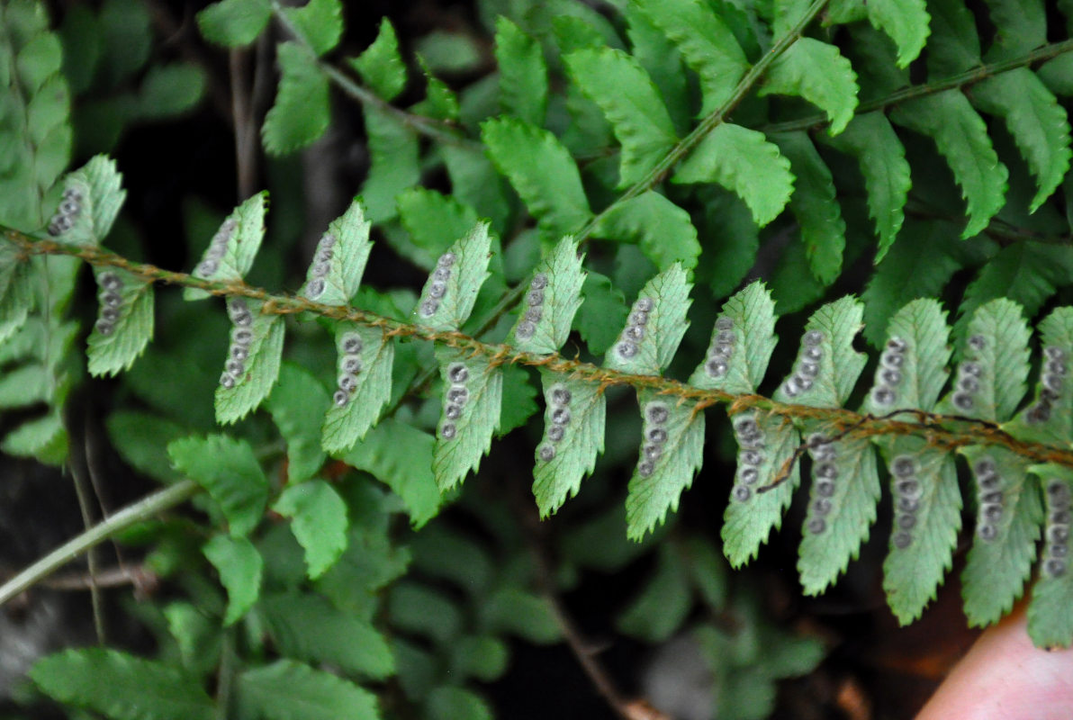 Image of Polystichum craspedosorum specimen.