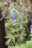 Corydalis turtschaninovii