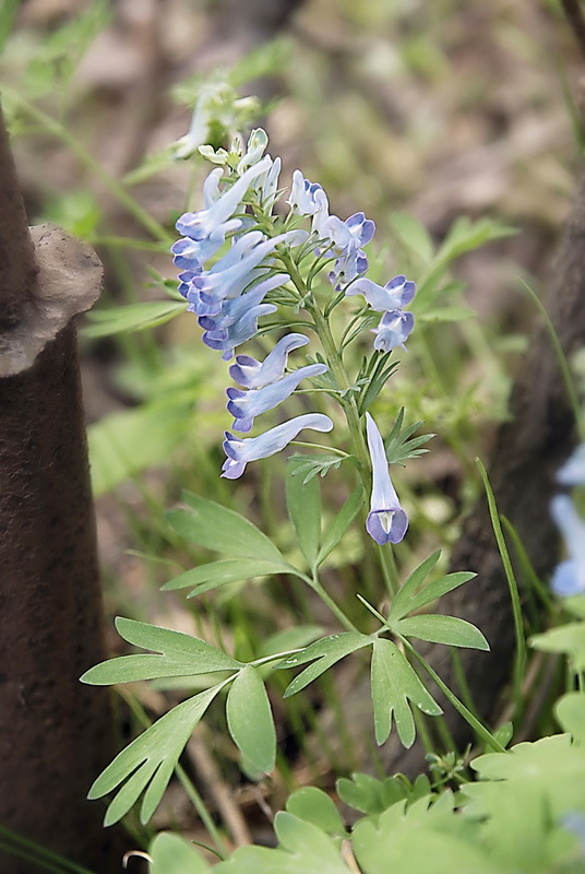 Изображение особи Corydalis turtschaninovii.