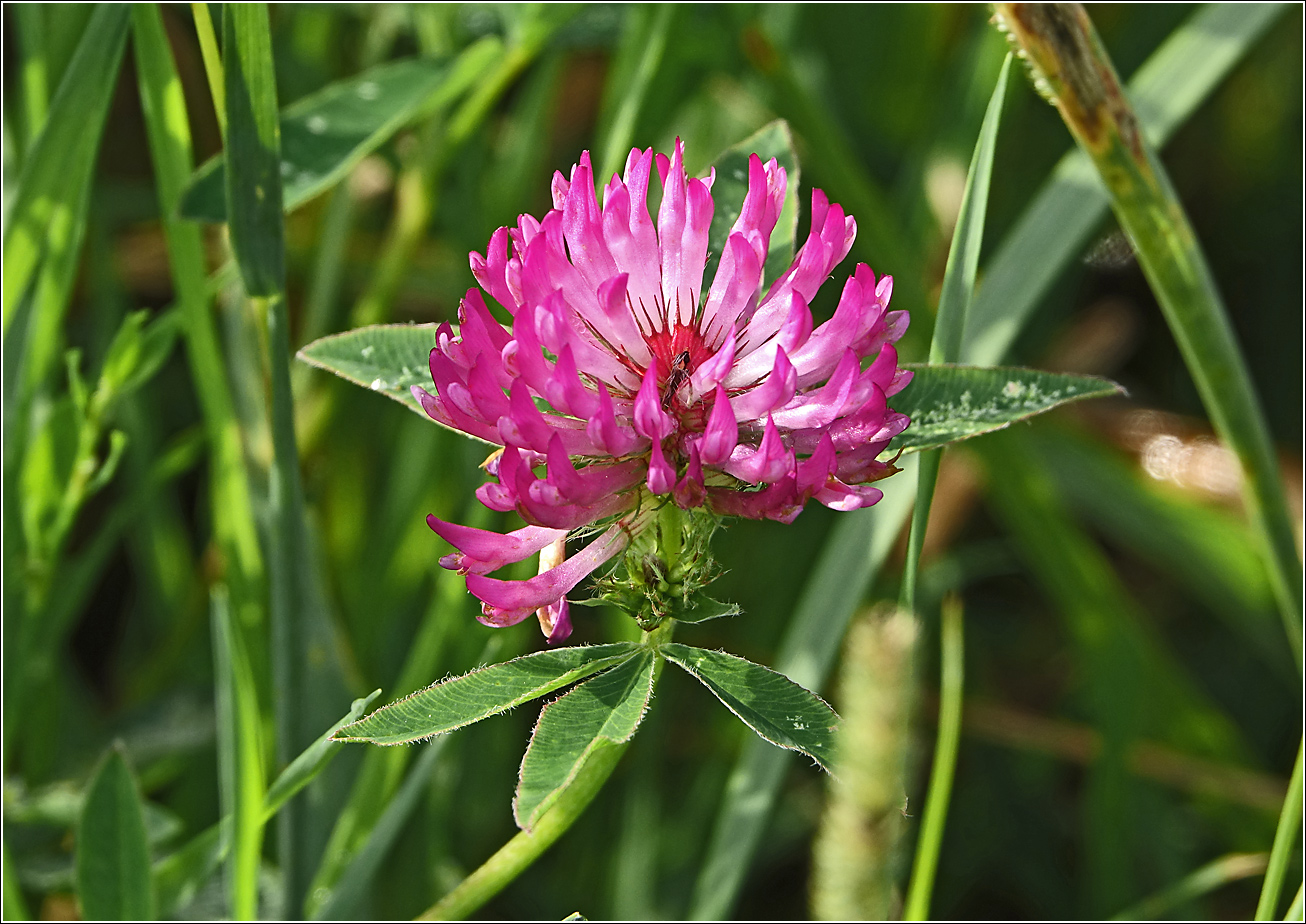 Image of Trifolium medium specimen.