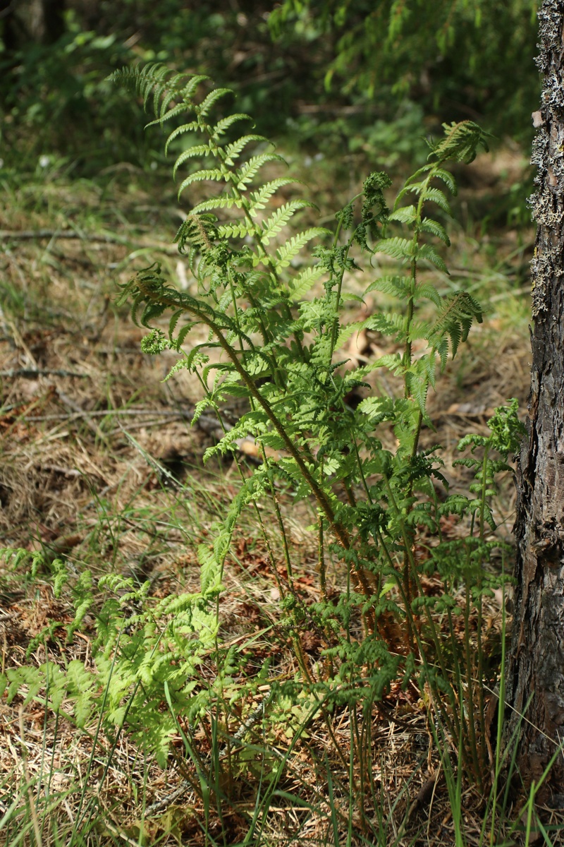 Image of Dryopteris filix-mas specimen.