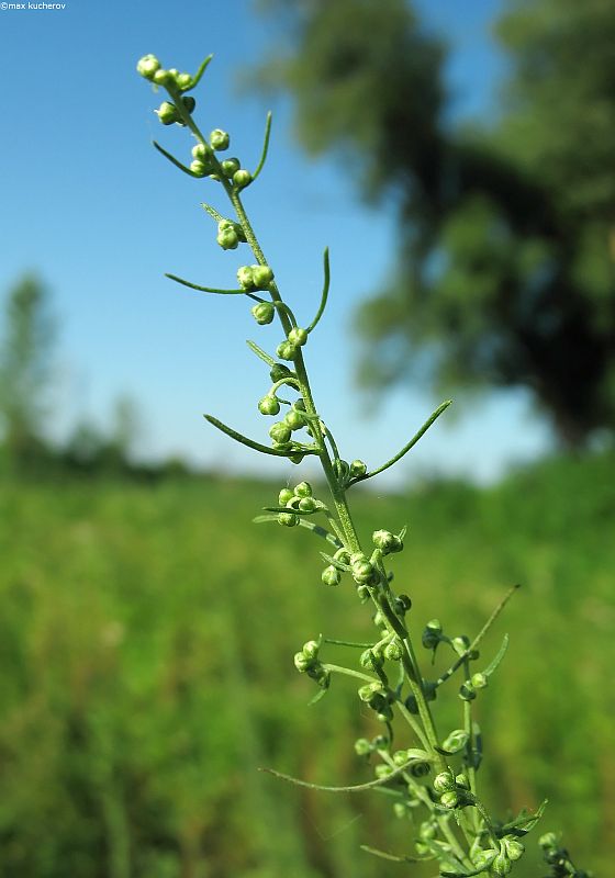 Image of Artemisia abrotanum specimen.