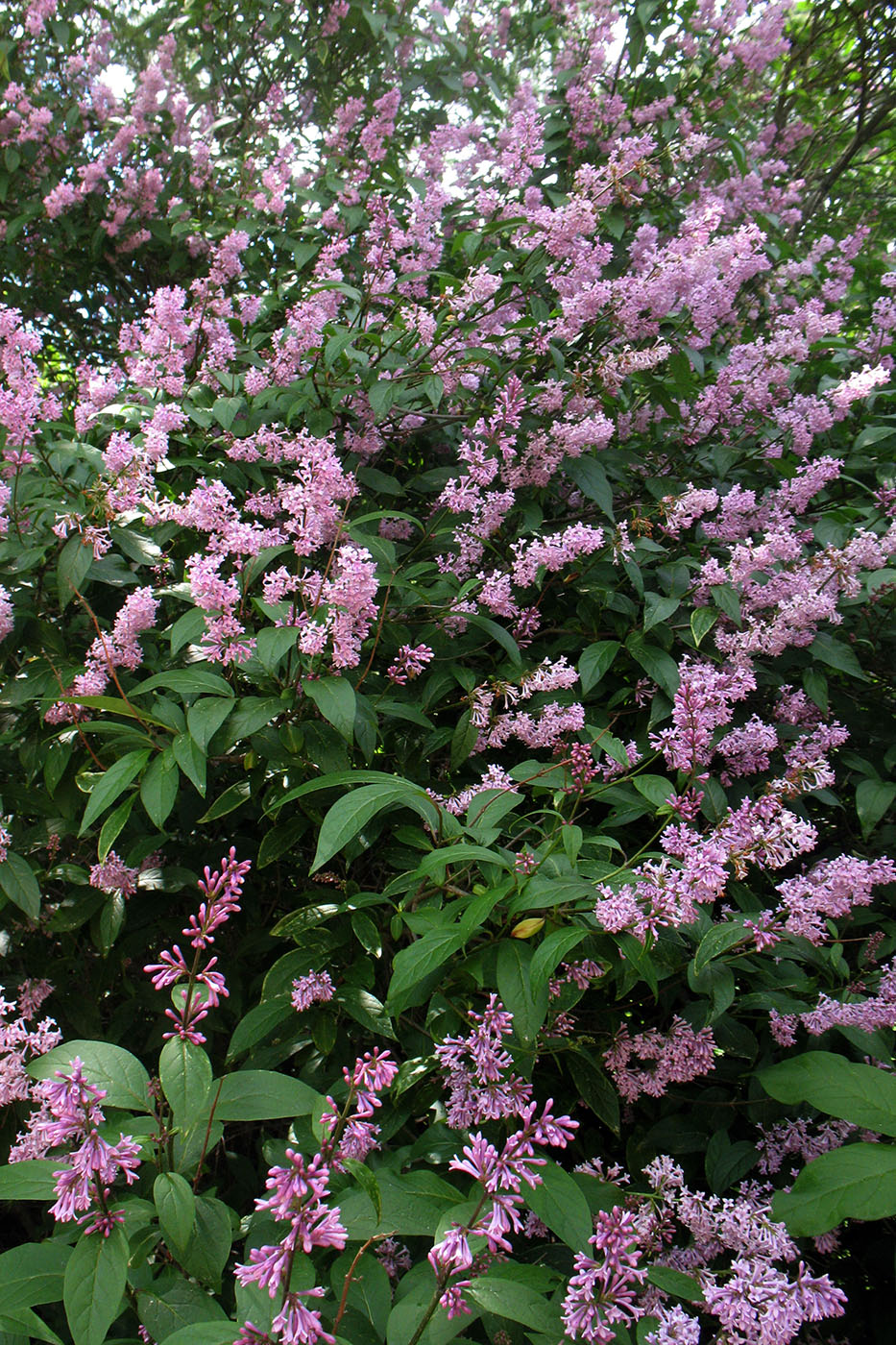 Image of Syringa josikaea specimen.