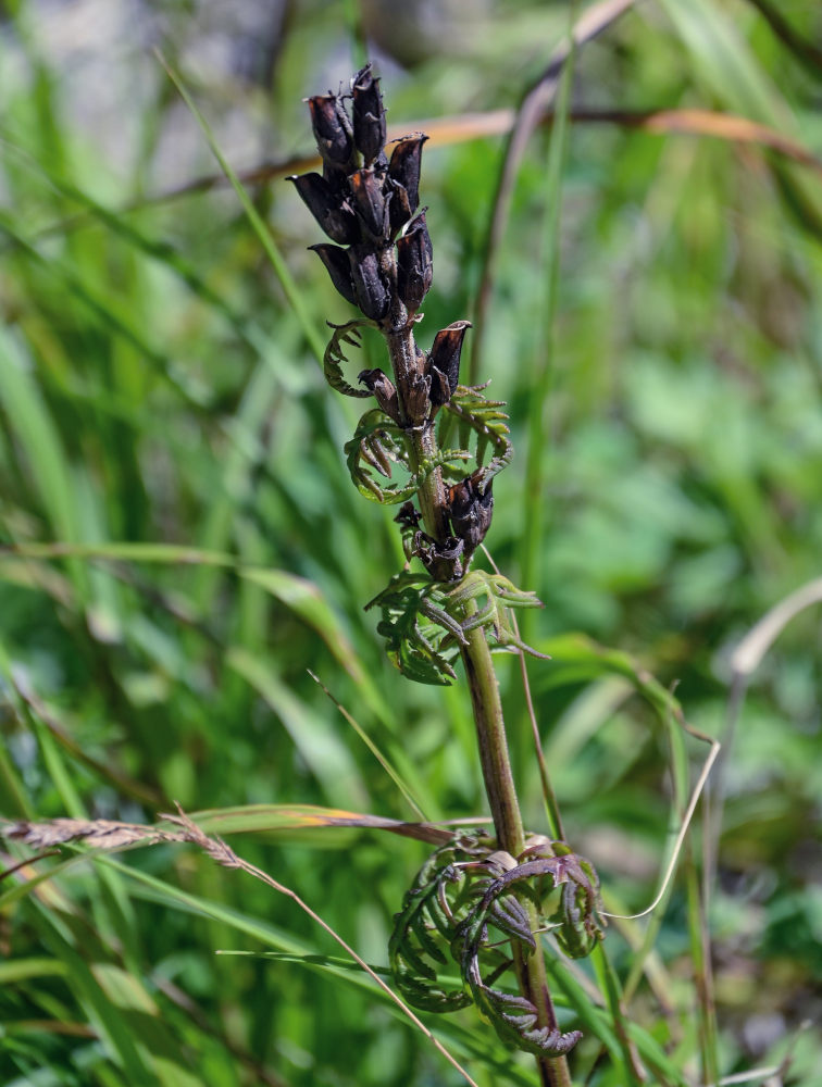 Изображение особи Pedicularis chamissonis.