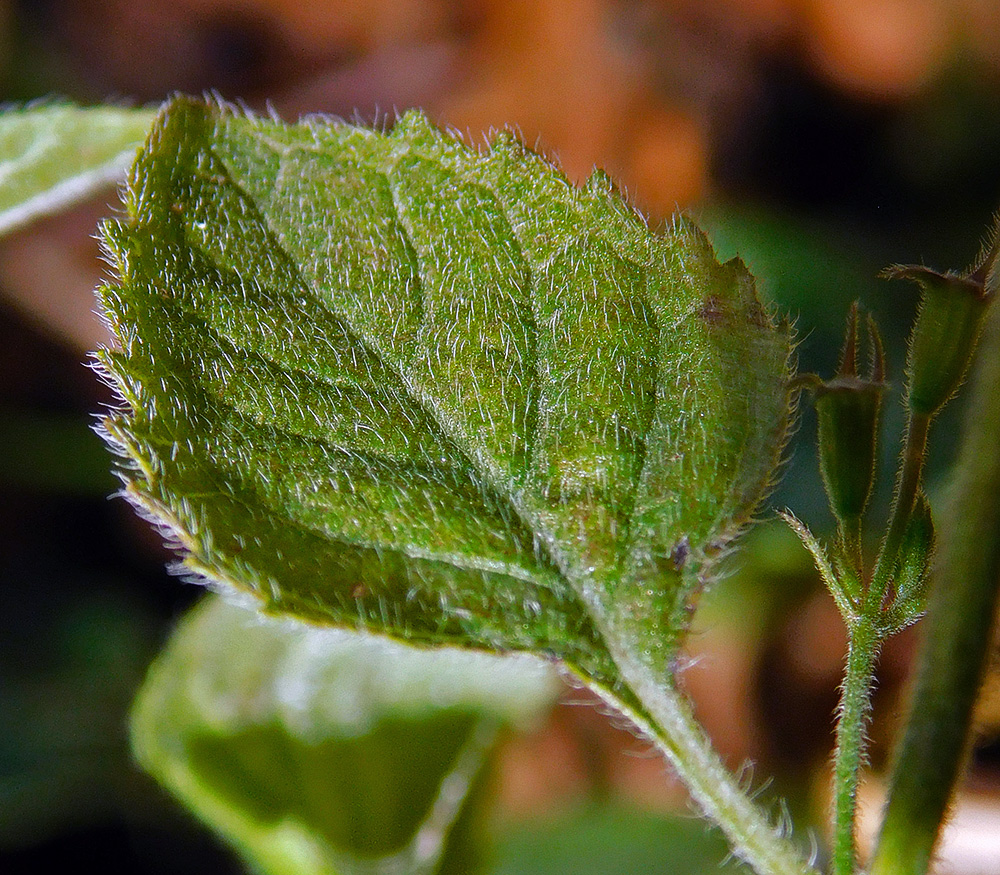 Image of Clinopodium nepeta specimen.