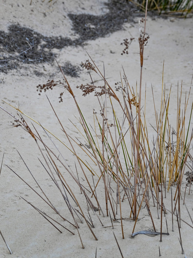 Изображение особи Juncus arabicus.