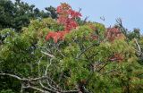 Sorbus commixta. Ветви с листьями, приобретающими осеннюю окраску. Курильские о-ва, о-в Итуруп, долина р. Сторожевая, опушка смешанного леса. 20.08.2023.
