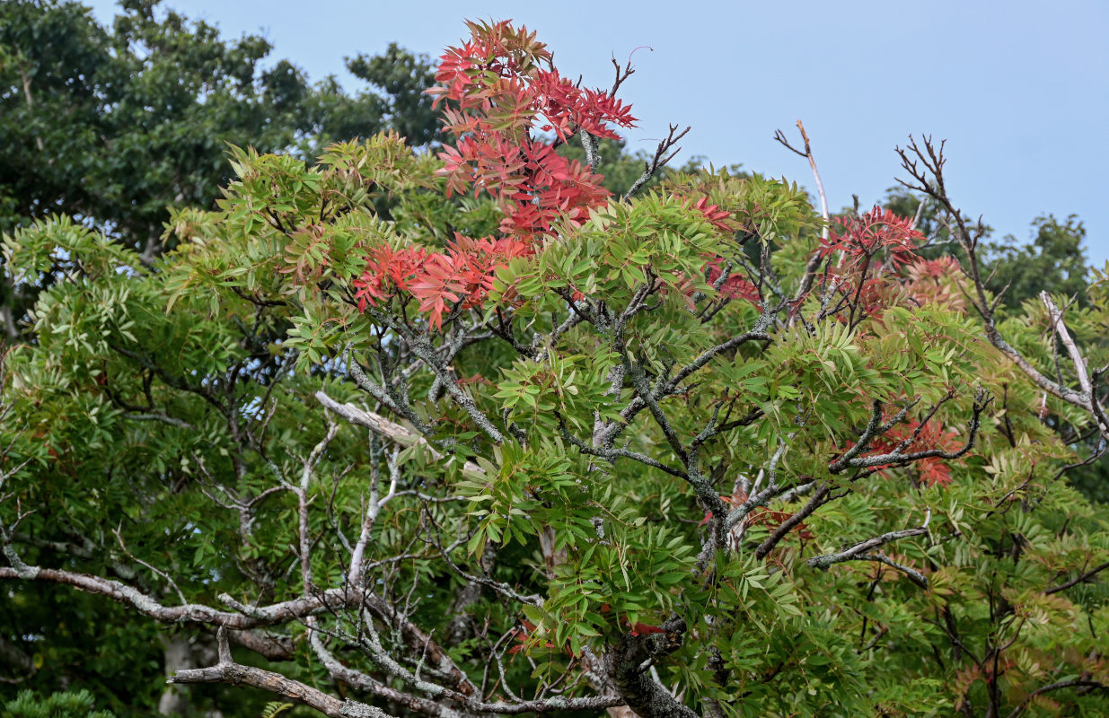 Изображение особи Sorbus commixta.