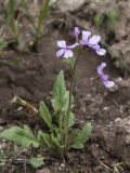 семейство Brassicaceae