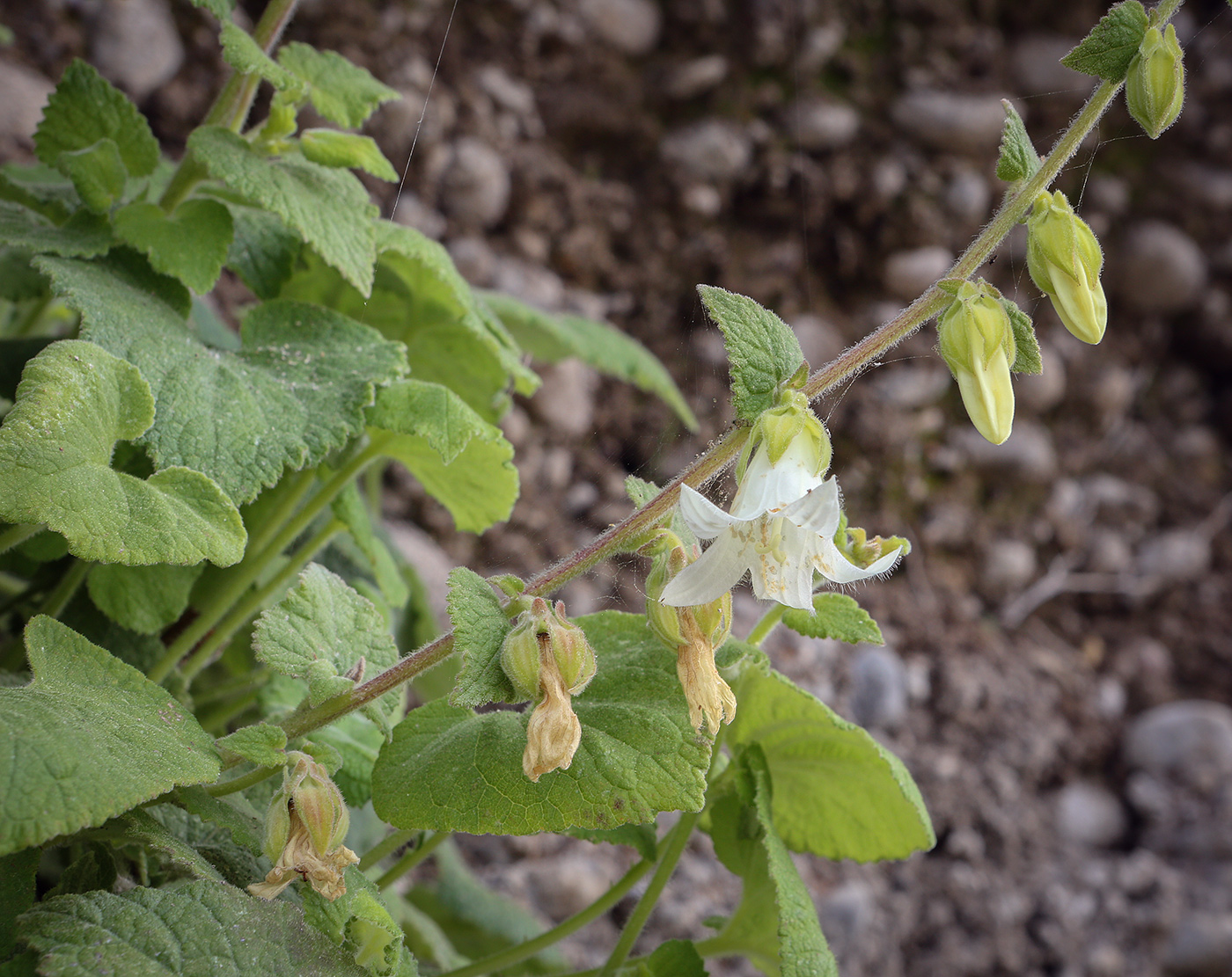 Изображение особи Campanula alliariifolia.