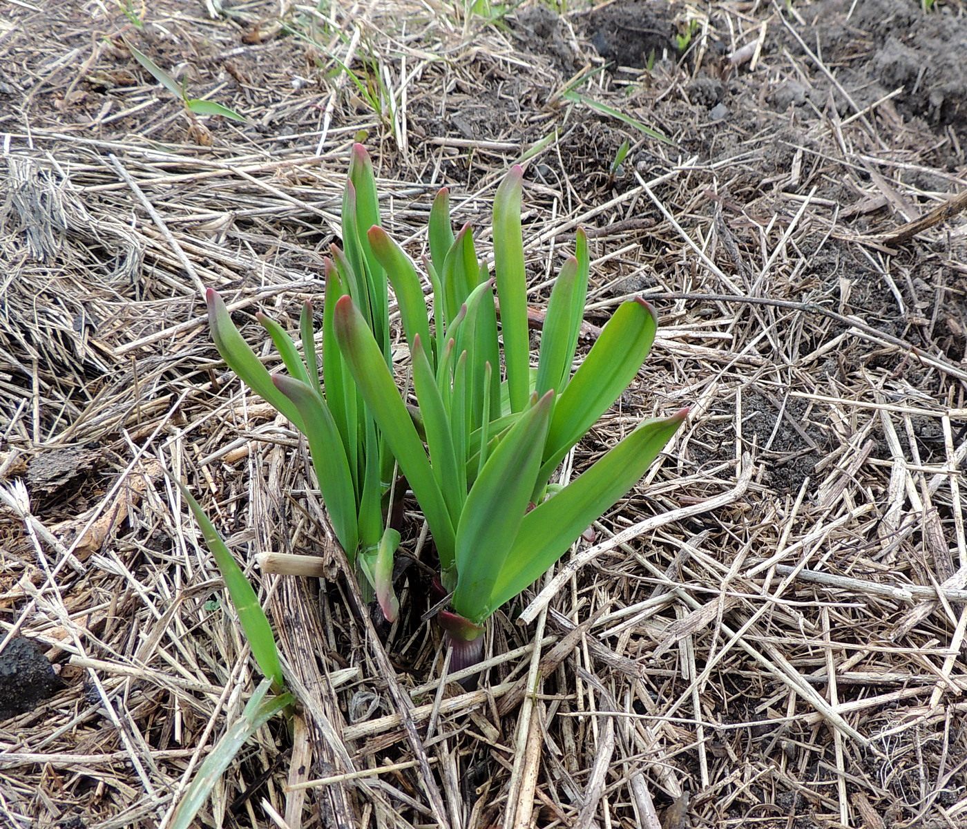 Image of Allium obliquum specimen.