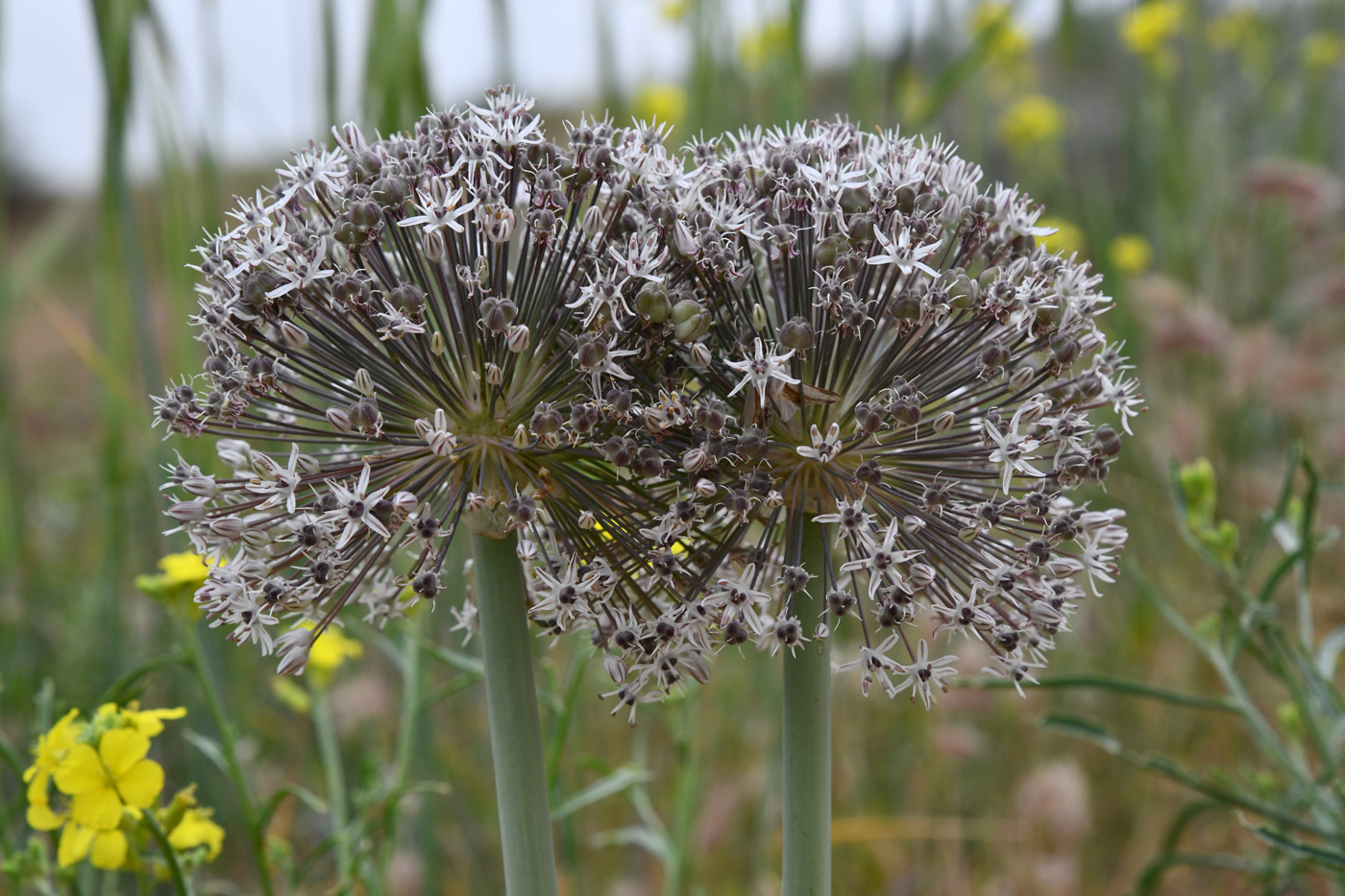 Изображение особи Allium subscabrum.