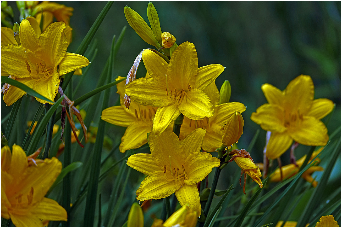 Изображение особи Hemerocallis &times; hybrida.