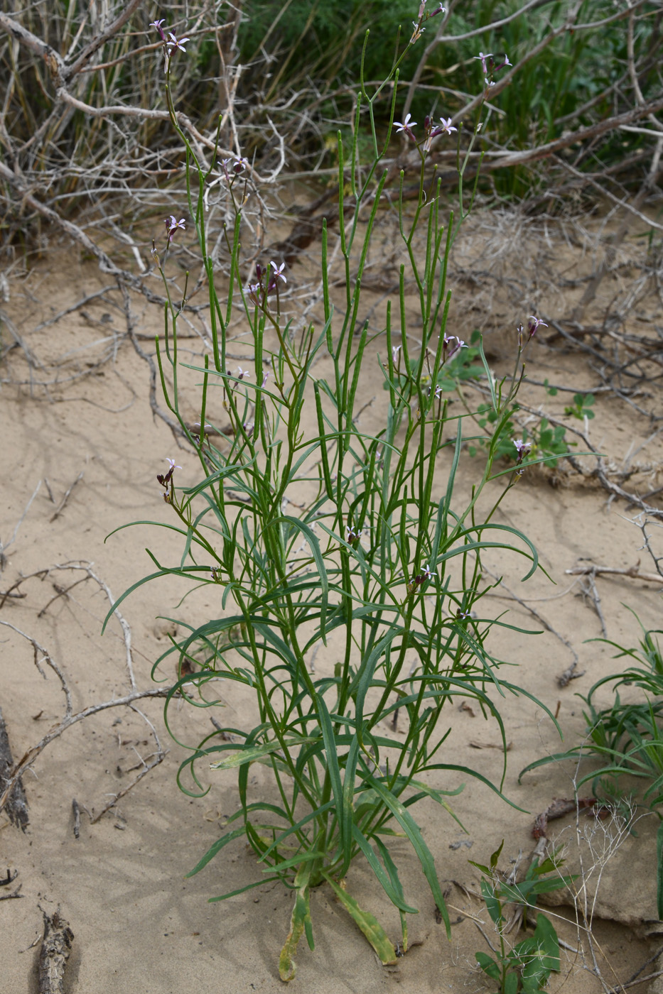 Image of Diptychocarpus strictus specimen.