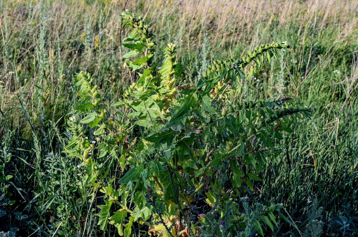 Изображение особи Hyoscyamus niger.