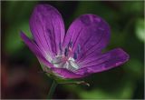 Geranium palustre