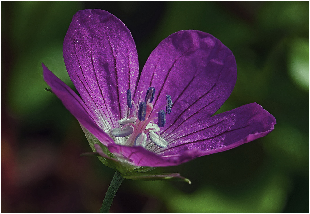 Изображение особи Geranium palustre.