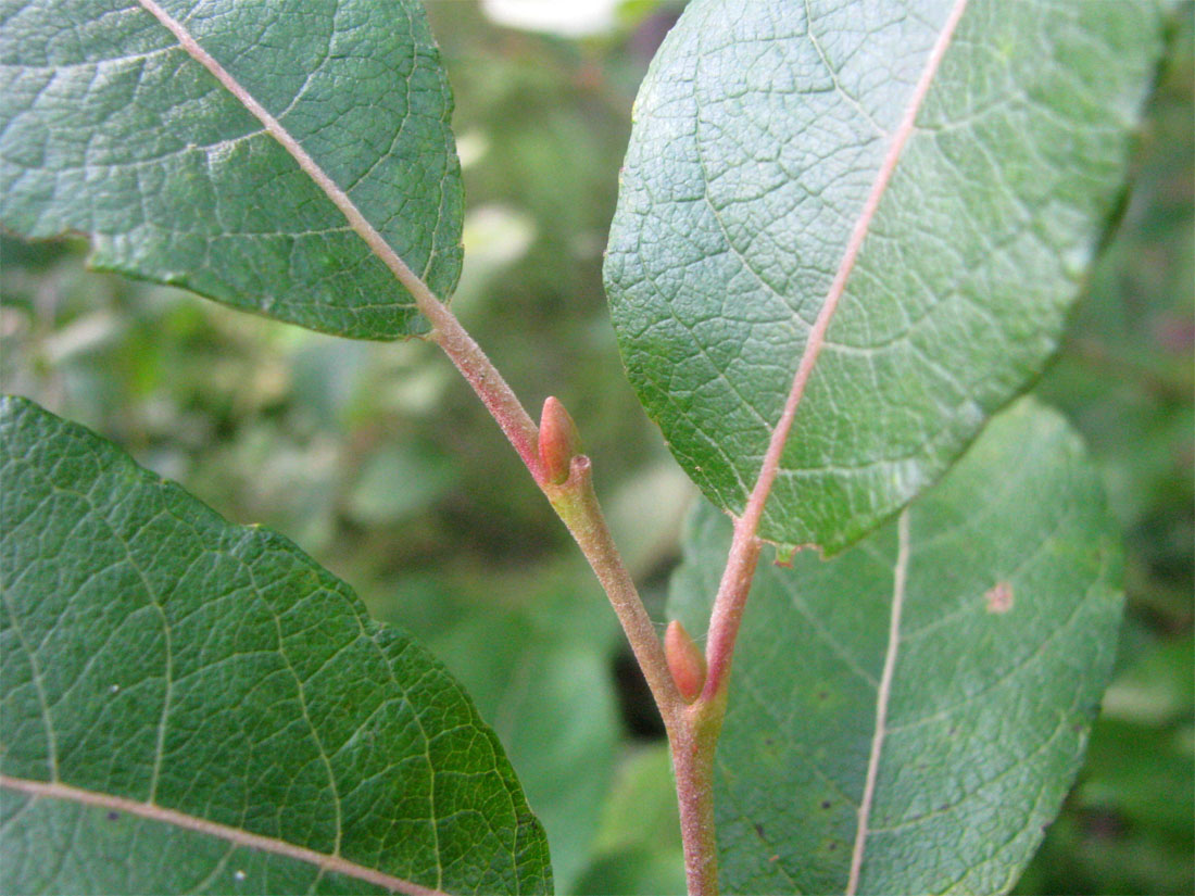 Image of Salix &times; bicolor specimen.