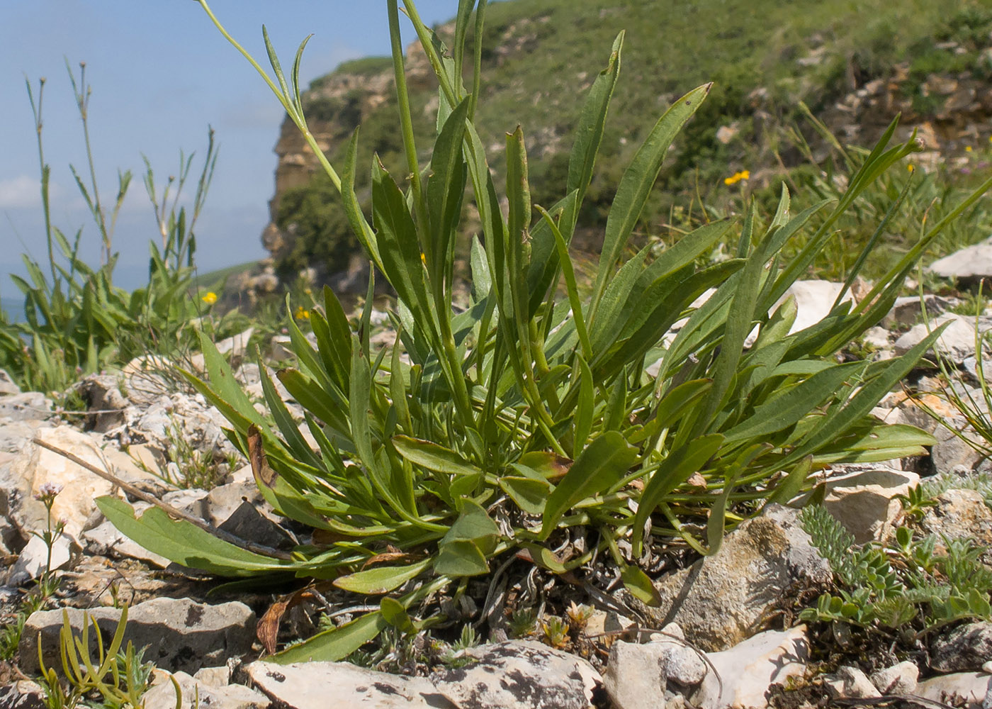 Изображение особи Cephalaria coriacea.