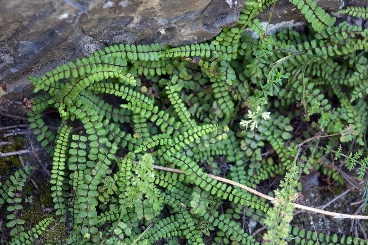 Изображение особи Asplenium trichomanes.